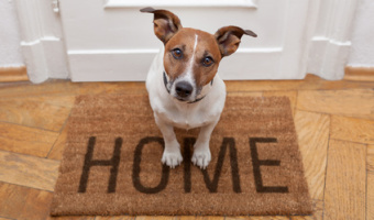 Selling Homes With Pets